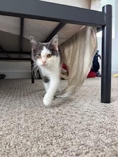 Picture of the Animal Listed